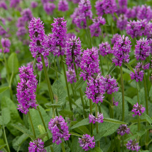 'Hummelo' flowers in bloom. ©Walters Gardens, Inc. 'Hummelo' flowers in bloom. ©Walters Gardens, Inc.