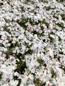 Phlox (Creeping), Amazing Grace Phlox (Creeping), Amazing Grace