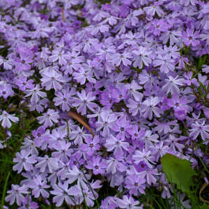 Close up of 'Blue Emerald' creeping phlox. ©Walters Gardens, Inc. Close up of 'Blue Emerald' creeping phlox. ©Walters Gardens, Inc.