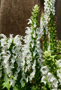 Meadow Sage (Salvia), Sensation White Meadow Sage (Salvia), Sensation White