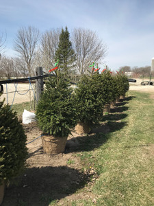 Balled and burlapped Black Hills spruce in the nursery. TimberPine