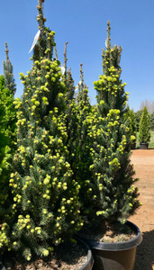Side view of a 15 gallon container of columnar Norway spruce.
