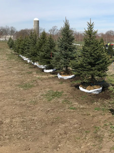 Colorado Blue Spruce in the nursery. TimberPine