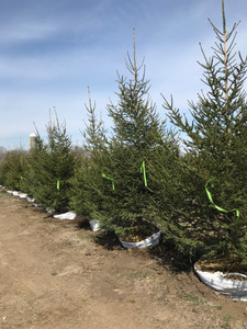 Norway spruce in the nursery. Norway spruce in the nursery.