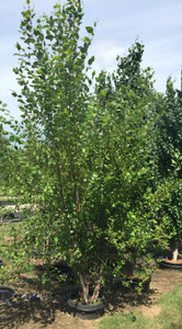 'Cully Heritage' clump in the nursery. TimberPine