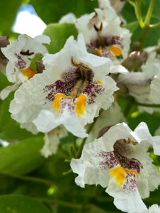 Closeup of catalpa flowers. Closeup of catalpa flowers.