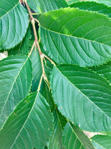 Close up of Yoshino cherry foliage. TimberPine