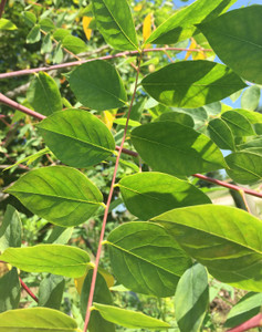 Compound leaves in the summer. TimberPine
