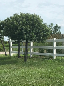 A Coralburst® crabapple in the landscape. TimberPine