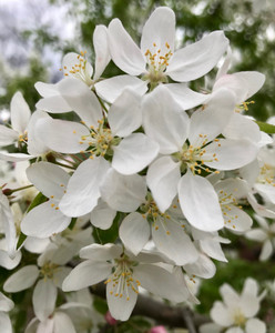 Red Jewel™ in full bloom in spring. TimberPine