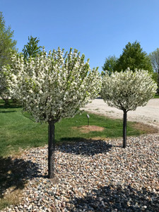 Crabapple, Lollipop Crabapple, Lollipop