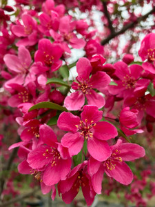 'Prairifire' in full bloom in the nursery in early spring. 'Prairifire' in full bloom in the nursery in early spring.