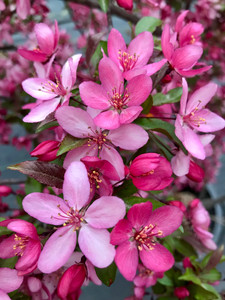 Royal RaindropsĀ®  in full bloom. Royal RaindropsĀ®  in full bloom.