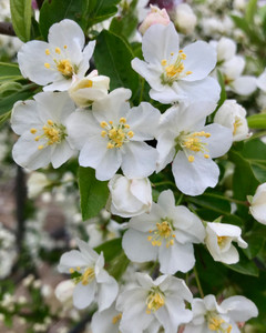 'Tina' sargent crabapple in full bloom. 'Tina' sargent crabapple in full bloom.