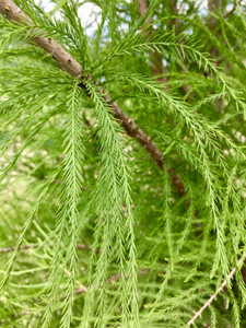 Close up of bald cypress needles. TimberPine