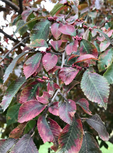 Maturing fall color of the 'Frontier' elm Maturing fall color of the 'Frontier' elm