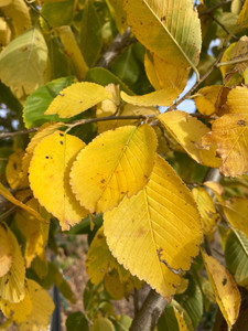 Leaves of 'New Horizon' elm in autumn. Leaves of 'New Horizon' elm in autumn.
