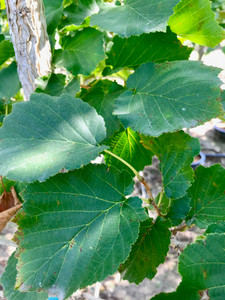 Leaves in mid-summer. Leaves in mid-summer.