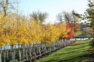 Fall color of Skyline® honeylocust. Fall color of Skyline® honeylocust.