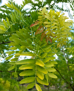New growth of 'Sunburst' emerges golden-orange. New growth of 'Sunburst' emerges golden-orange.