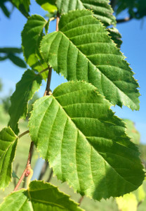 Leaves in mid-summer. Leaves in mid-summer.