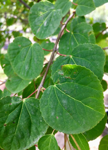 Foliage in midsummer Foliage in midsummer