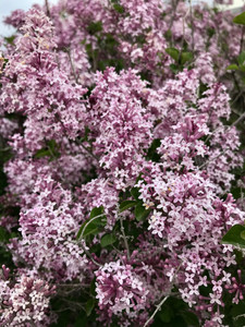 Dwarf Korean lilac blossoms in late spring. Dwarf Korean lilac blossoms in late spring.