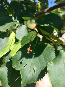 Seed heads after summer bloom. TimberPine