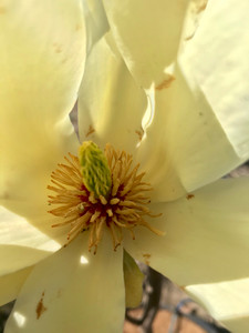 A close up of 'Elizabeth' flowers in early spring. TimberPine