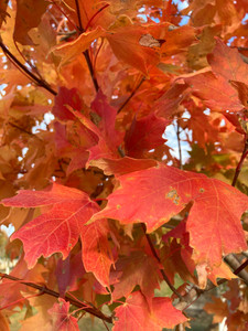 Fall leaves of Commemoration® sugar maple Fall leaves of Commemoration® sugar maple