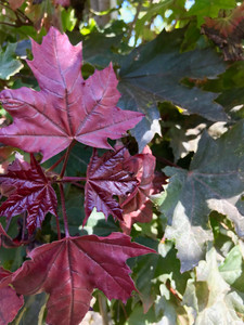 New growth on the 'Crimson Sentry' Norway maple. New growth on the 'Crimson Sentry' Norway maple.