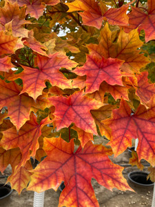 Pacific Sunset® maple as it progresses in colors during autumn. Pacific Sunset® maple as it progresses in colors during autumn.