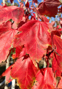 Early fall color of Red Sunset® maple. Early fall color of Red Sunset® maple.
