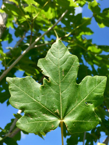 Leaves in midsummer. Leaves in midsummer.