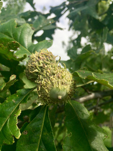 Immature acorns. TimberPine