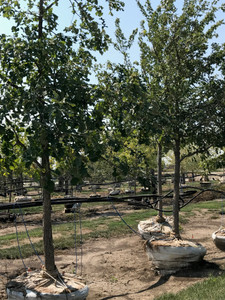 Bur oak in our nursery. Bur oak in our nursery.