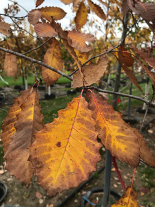 Late fall foliage of the chinkapin oak