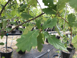 Leaves in mid-summer. TimberPine