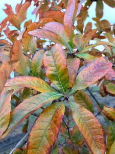 Shingle oak fall color. Shingle oak fall color.