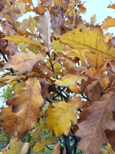 Mixed fall color. TimberPine