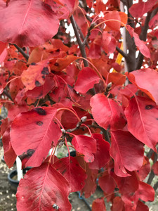 Fall color of 'Cleveland' ornamental pear. TimberPine