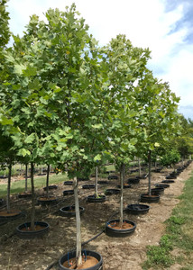 Exclamation!™ planetrees in our inventory. TimberPine