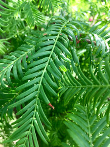 Fronds of the dawn redwood. TimberPine