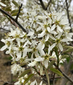Flower clusters in early spring. TimberPine