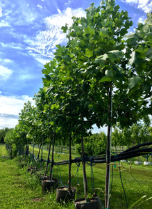 Tulip trees in our nursery. Tulip trees in our nursery.