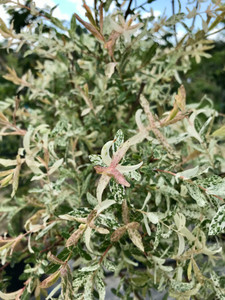 Foliage in mid-summer. TimberPine