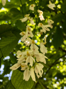 Flower panicles of yellowwood. TimberPine