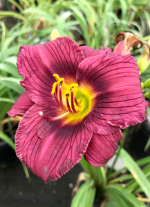 Daylily, Little Grapette Daylily, Little Grapette