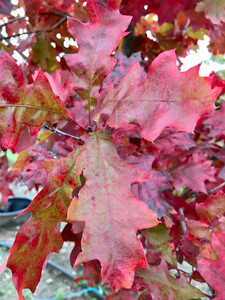 Leaves in early autumn. Leaves in early autumn.