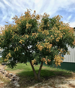 Seed pods covering the tree in early summer. Seed pods covering the tree in early summer.